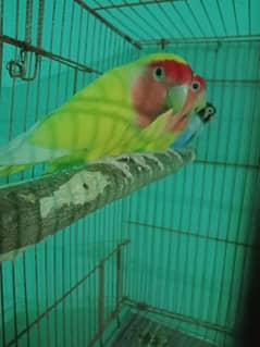 Love birds breeder pairs for sale or exchange with raw parrot