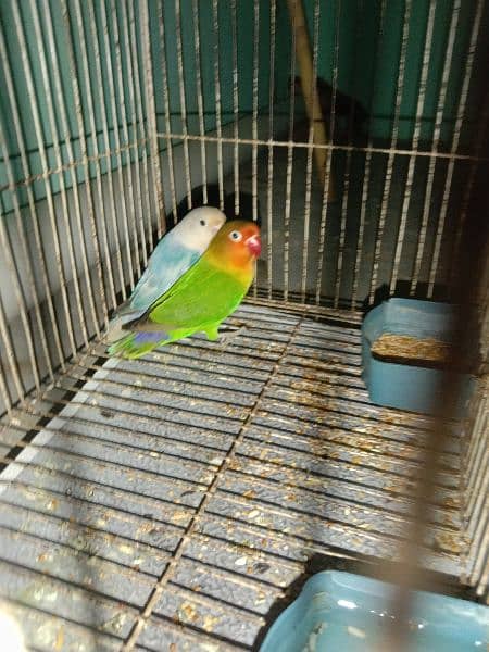 Love birds breeder pairs for sale or exchange with raw parrot 1