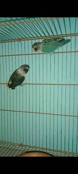 Love birds breeder pairs for sale or exchange with raw parrot 2