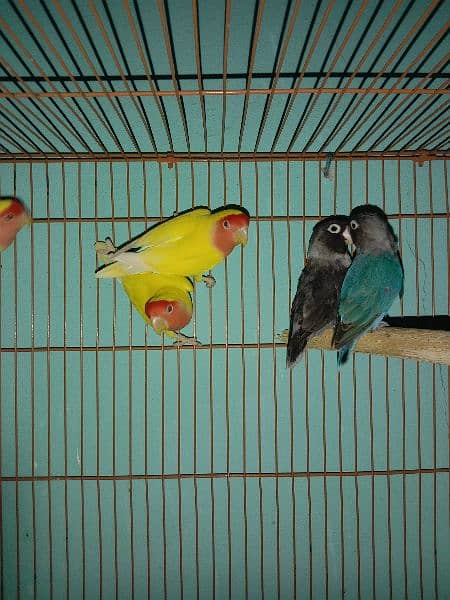 Love birds breeder pairs for sale or exchange with raw parrot 3