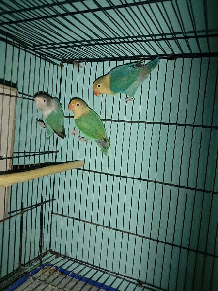 Love birds breeder pairs for sale or exchange with raw parrot 4