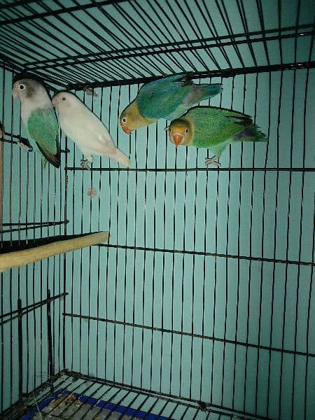 Love birds breeder pairs for sale or exchange with raw parrot 5