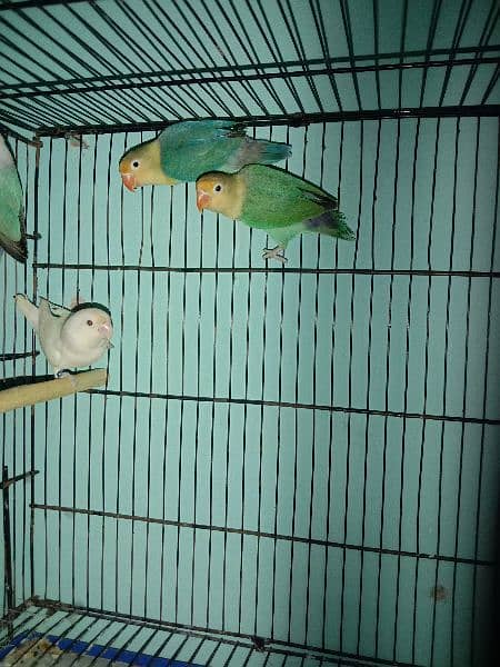 Love birds breeder pairs for sale or exchange with raw parrot 6