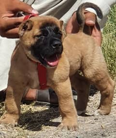 King Kurdish Kangal male 2 months for sense security dog