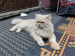 Persian cat / Persian kittens / triple coated / punch face | Cat