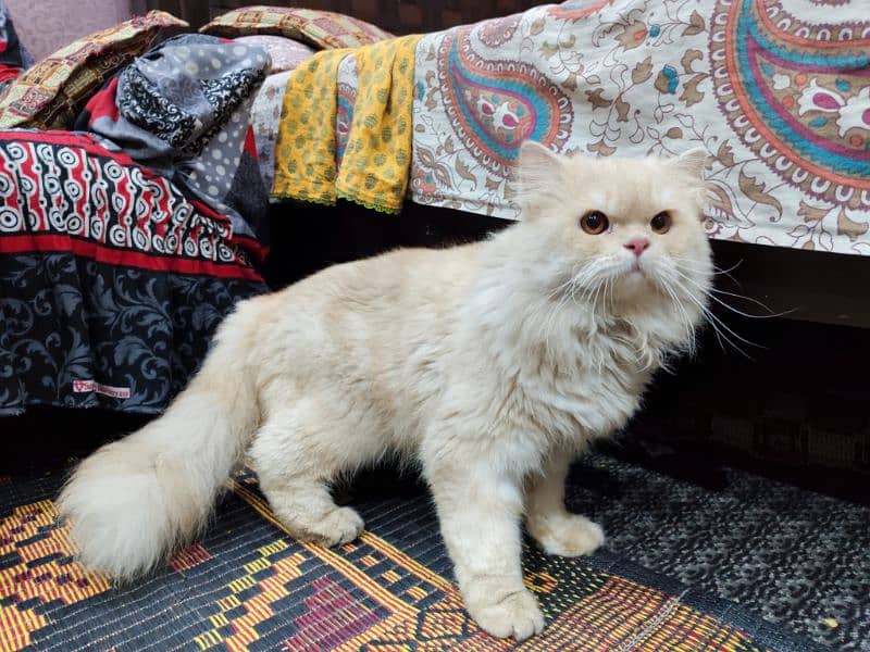 Persian cat / Persian kittens / triple coated / punch face | Cat 1