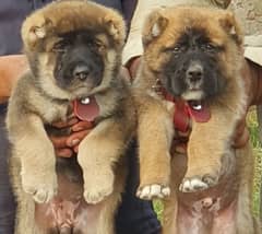 King Kurdish Kangal pair 2 months for sense security dog