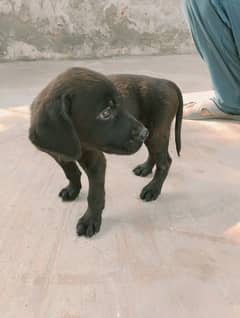 Labrador puppies British black