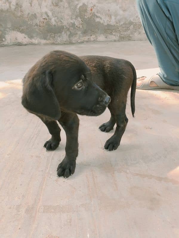 Labrador puppies British black 0