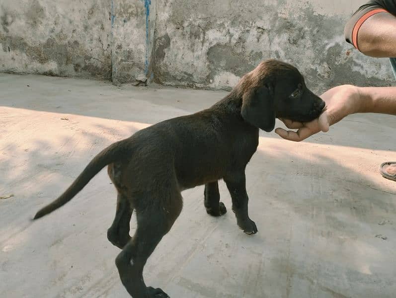 Labrador puppies British black 1