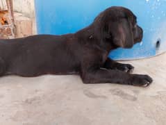 Labrador puppies British black