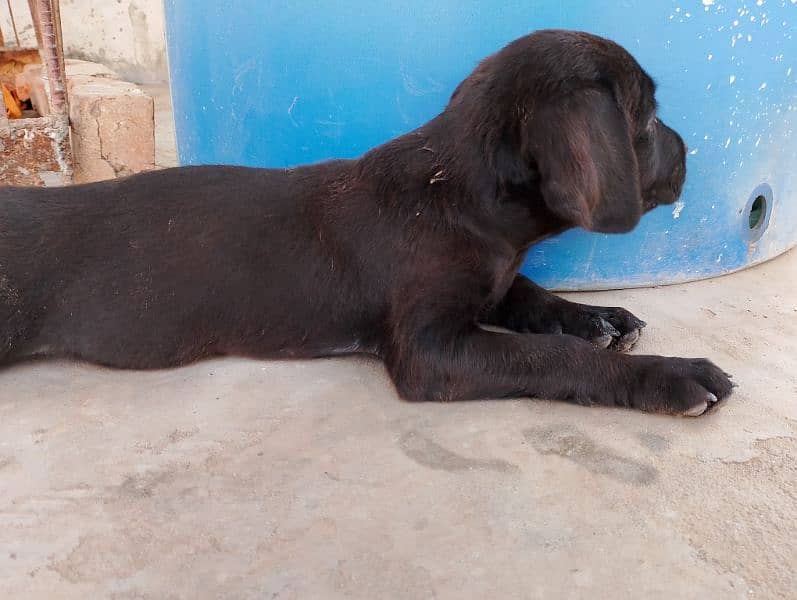 Labrador puppies British black 2