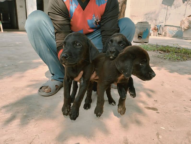 Labrador puppies British black 3