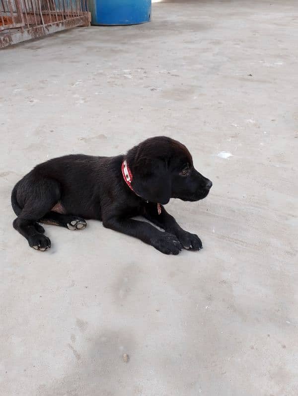 Labrador puppies British black 4