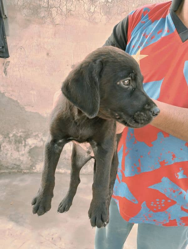 Labrador puppies British black 5