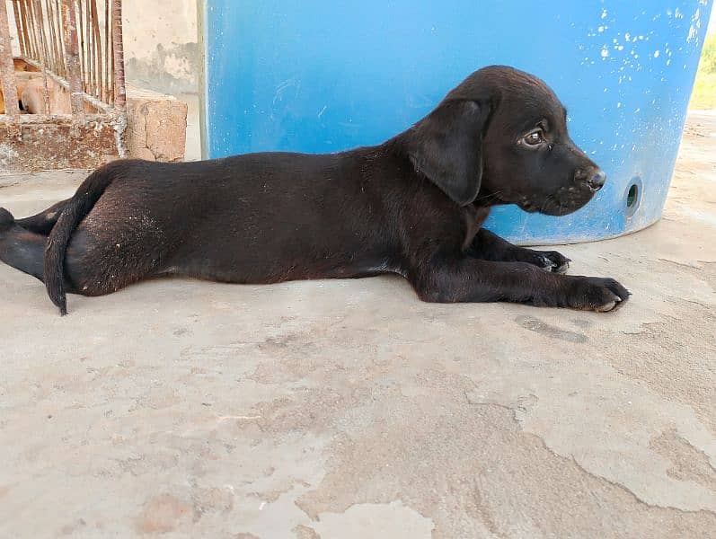 Labrador puppies British black 6