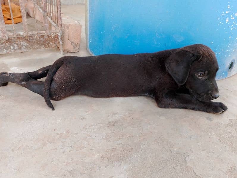 Labrador puppies British black 7