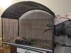 Raw Alexander grey parrot cages for sale