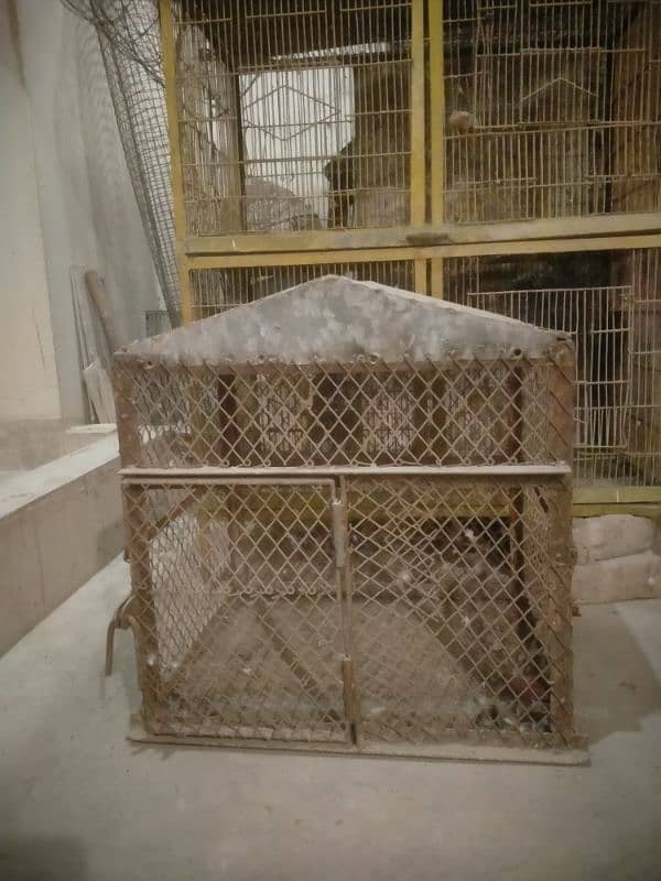 Raw Alexander grey parrot cages for sale 2