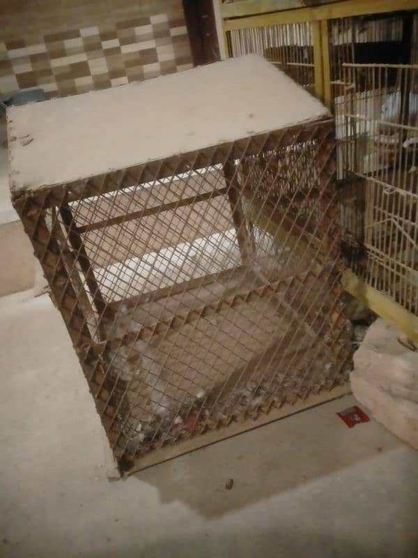 Raw Alexander grey parrot cages for sale 8