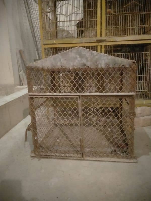 Raw Alexander grey parrot cages for sale 9