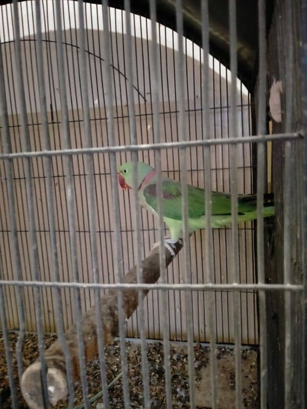 Raw Alexander grey parrot cages for sale 11