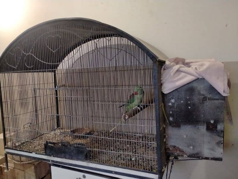 Raw Alexander grey parrot cages for sale 13