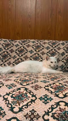 persian cat