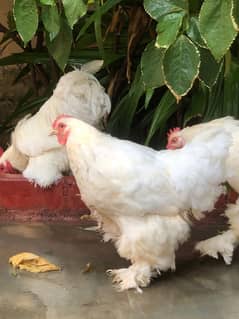 Brahama | White Buff | Golden Buff | Blue buff | White Buff chicks