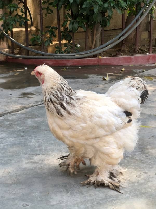 Brahama | White Buff | Golden Buff | Blue buff | White Buff chicks 11