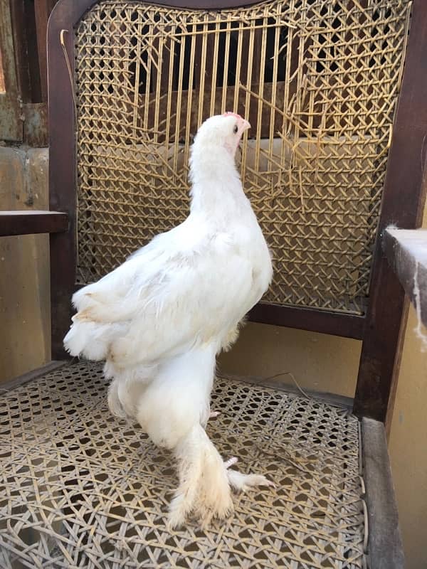 Brahama | White Buff | Golden Buff | Blue buff | White Buff chicks 15