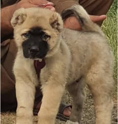 King Kurdish Kangal male 2 months for sense security dog