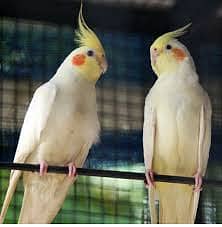 Raw, cockatail, lovebirds, budgie 3