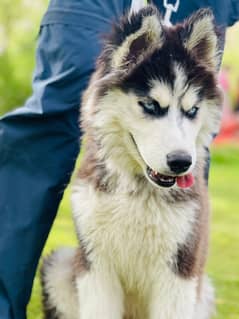 Husky . Long coat. Non pedigree