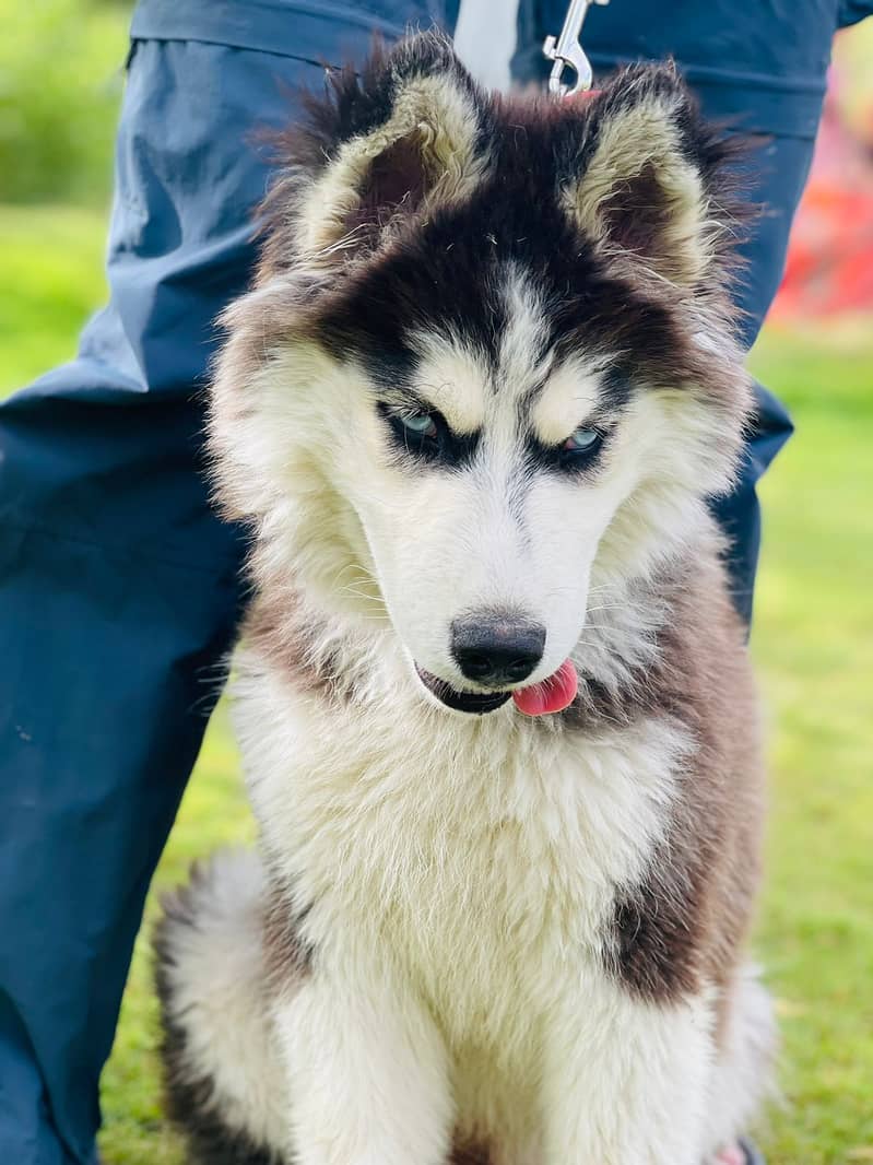 Husky . Long coat. Non pedigree 1