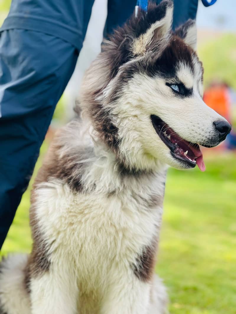 Husky . Long coat. Non pedigree 2