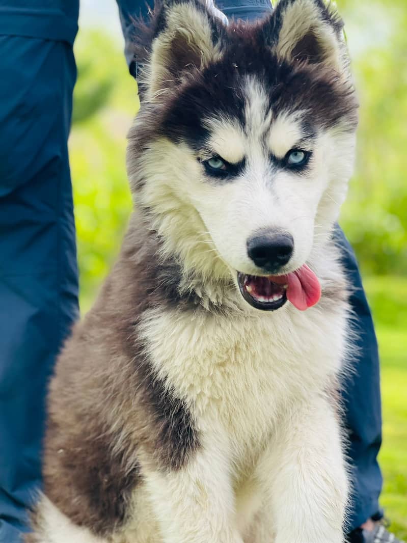 Husky . Long coat. Non pedigree 4