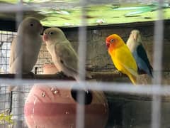 Quality Love Birds for sale