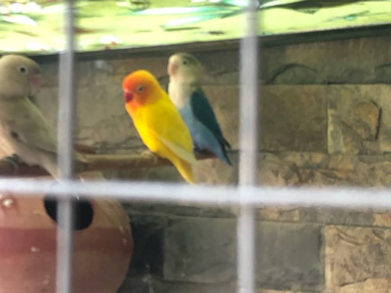 Quality Love Birds for sale 1