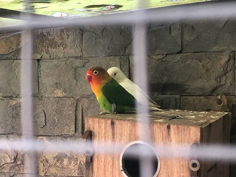 Quality Love Birds for sale 2