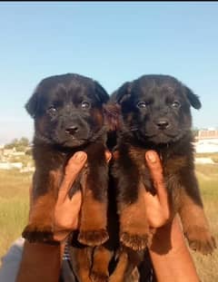 German Shepherd | double coated German Shepherd puppies | GSD