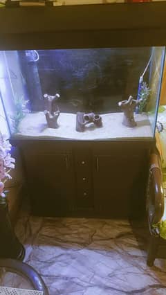 fish tank aquarium