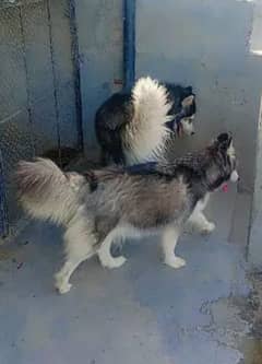 husky Male Top quality for sale