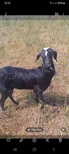 Goat / Bakra / Healthy Goats / Teda / Bkary / White Goats for sale