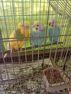 3 Australian parrots