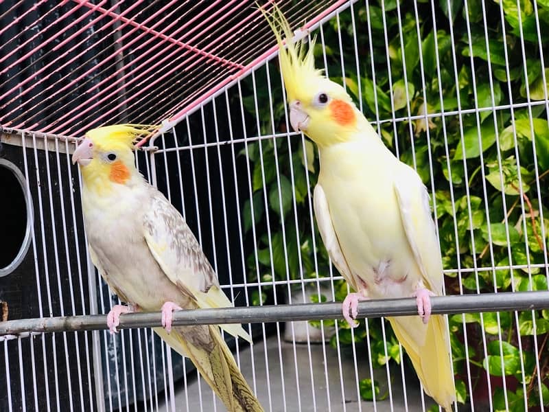 Two female breeder cocktails are looking for new shelter 0