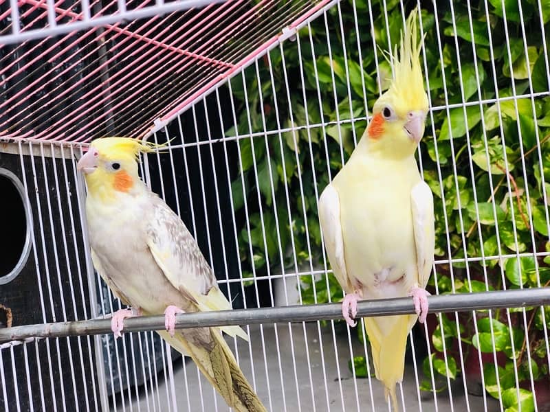 Two female breeder cocktails are looking for new shelter 2