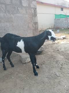 Goat / Bakra / Healthy Goats / Teda / Bkary / White Goats for sale 0