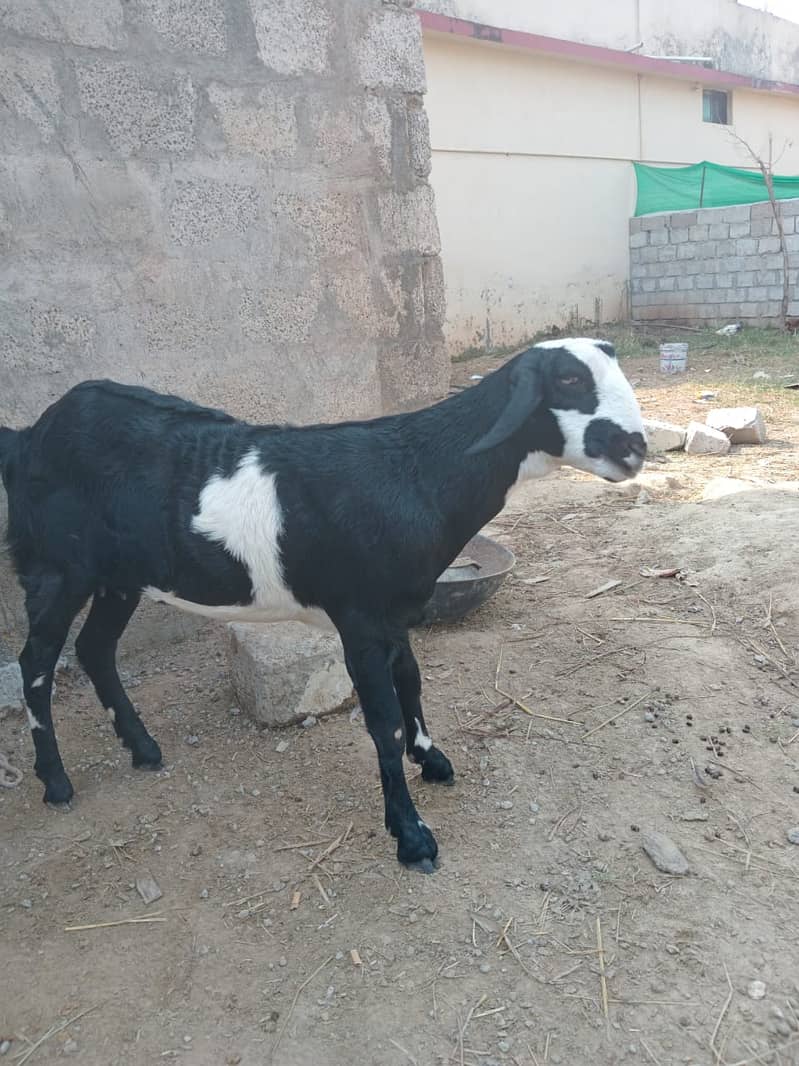 Goat / Bakra / Healthy Goats / Teda / Bkary / White Goats for sale 0