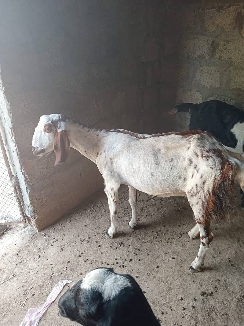 Goat / Bakra / Healthy Goats / Teda / Bkary / White Goats for sale 1